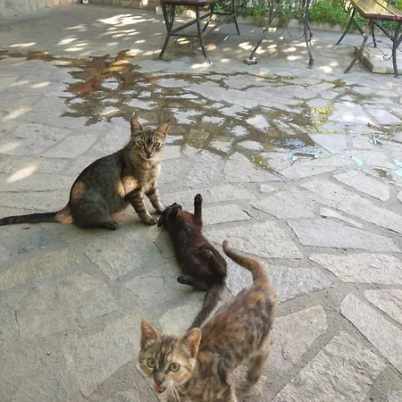 Cozy 2 Bedroom With Terrace Near The Beach And Park Apartment Warna