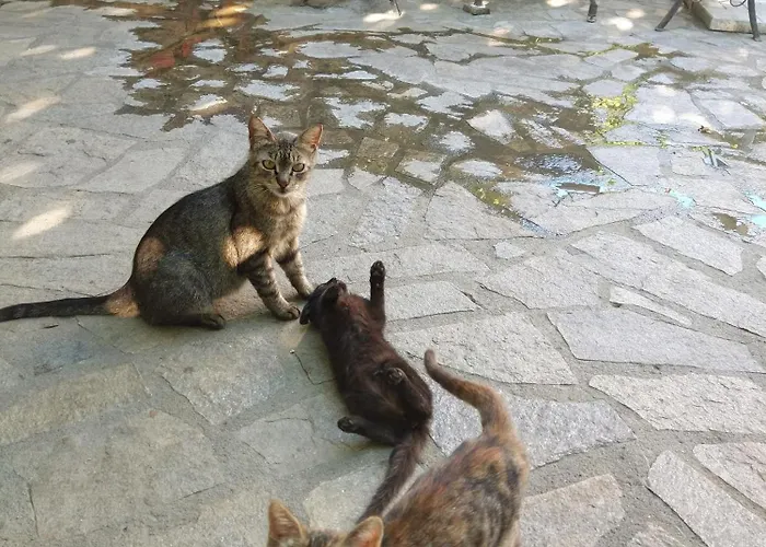 Cozy 2 Bedroom With Terrace Near The Beach And Park Διαμέρισμα Βάρνα